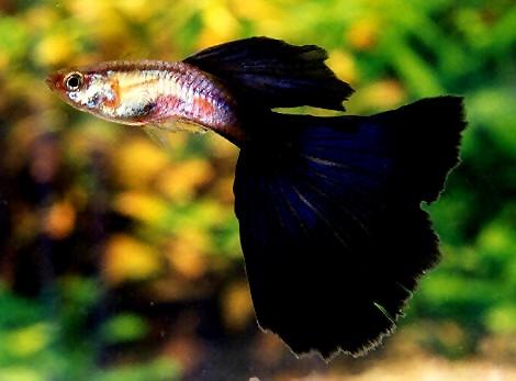 African Guppies