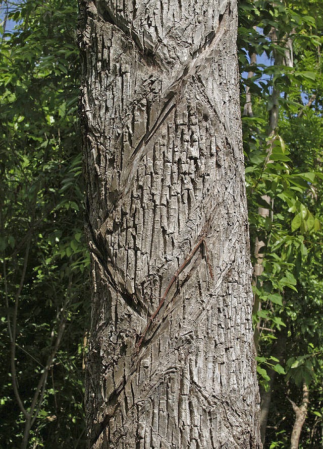 Arbol+De+Chicle de esta savia no se explota en tanto el árbolno alcanza la edad de ...