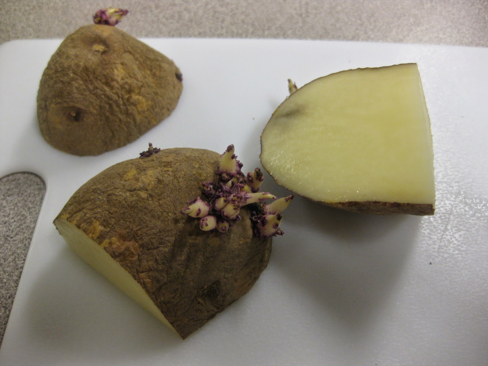 CJA Agriculture Cutting seed potatoes