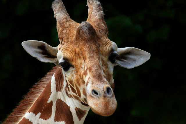Solitary Dog Sculptor I: Animals - Animales: Giraffe - Jirafa - Part 3