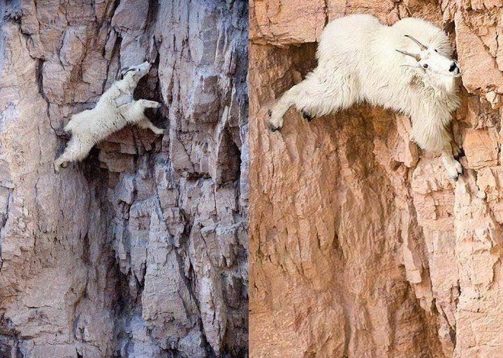 Amazing and Incredible Incredible Goat Climbers