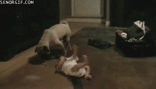 funny-gifs-pug-steals-pacifier.gif