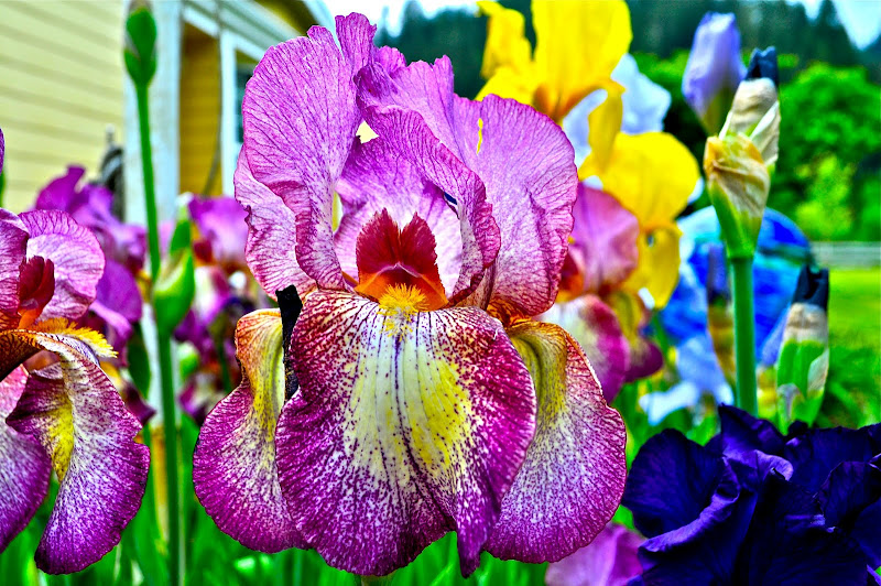 This week the flower bed filled up with Iris blooms title=