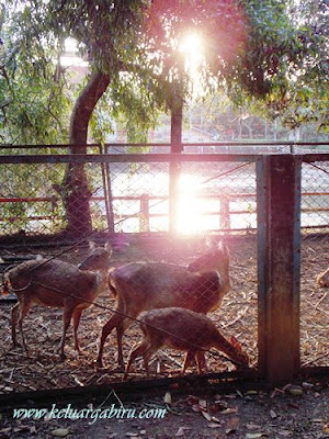 Rusa di Taman Wisata Bendung Lodoyo