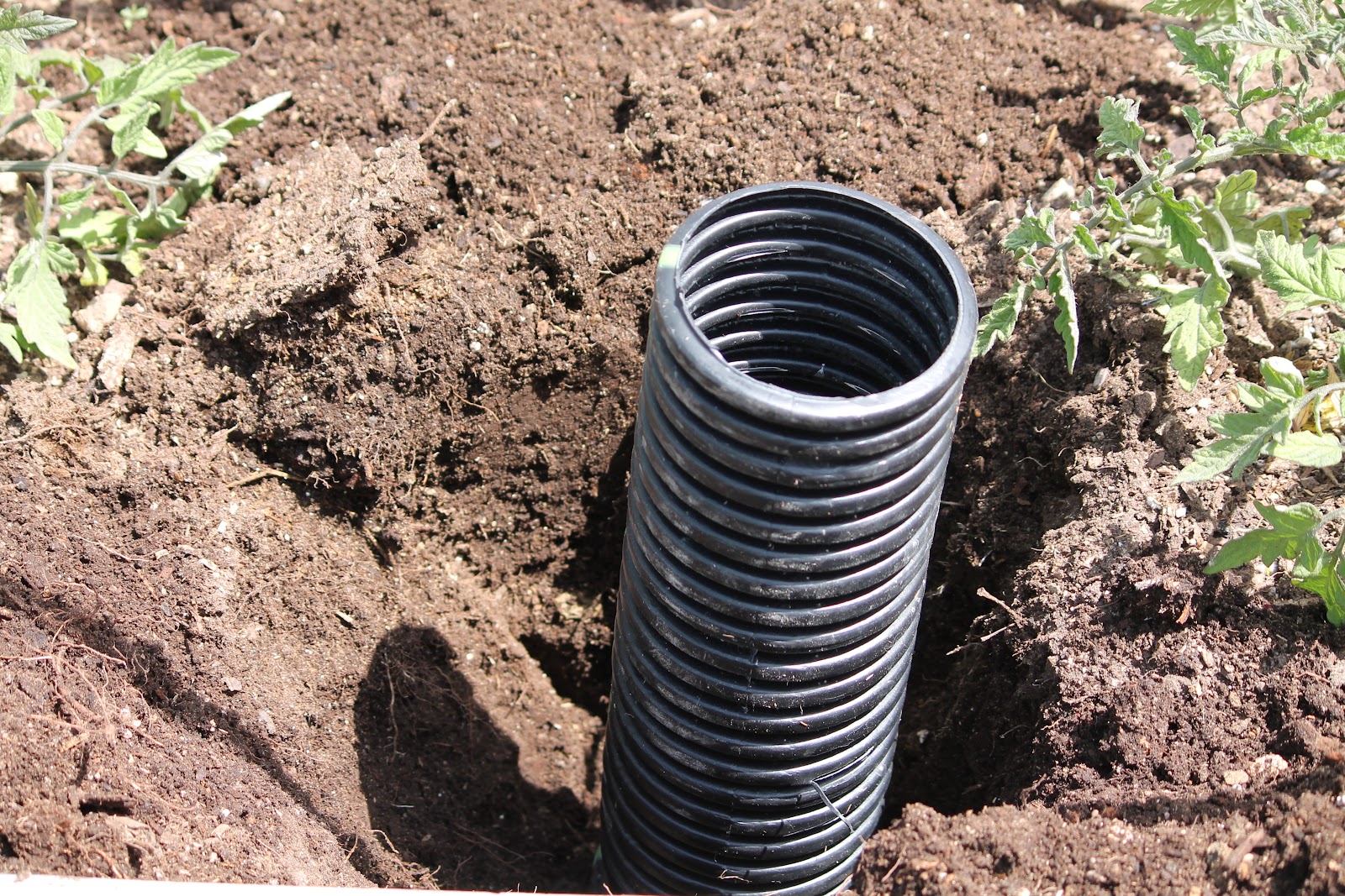 Camp Wander How to Deep Water Tomato Plants Vertical vegetable