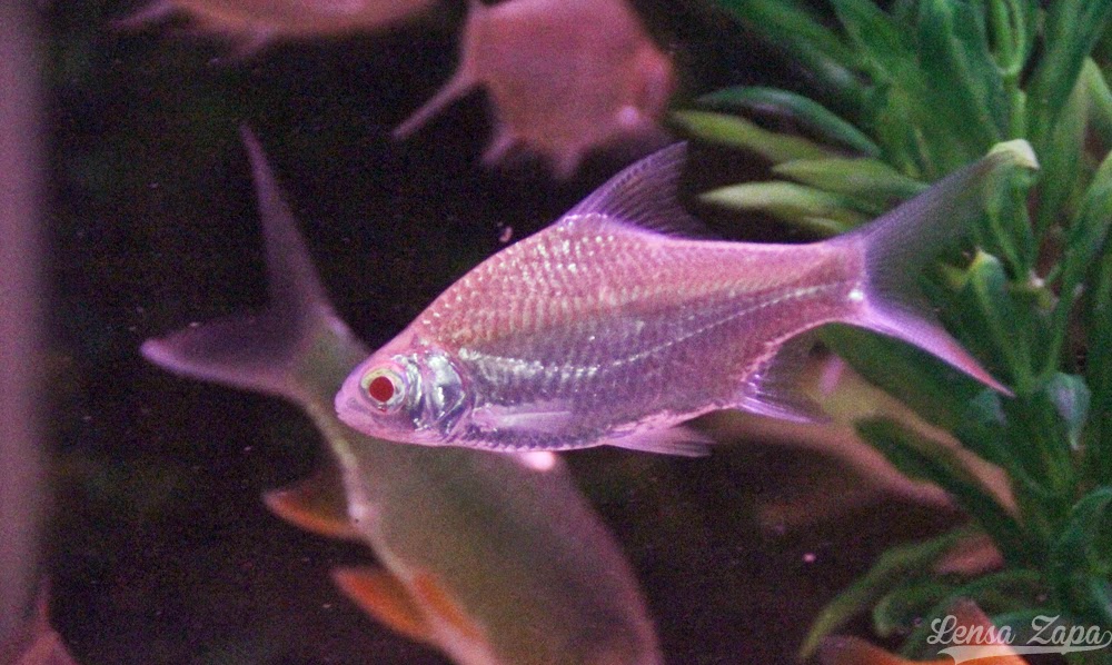 Lensa Zapa Ikan Kelah Merah Sebarau Jelawat Krai Emas Akuarium Ikan Sungai 9 November 2014 25 Gambar Lensa Zapa Ikan Kelah Merah Sebarau Jelawat Krai Emas Akuarium Ikan Sungai 9 November 2014 25 Gambar