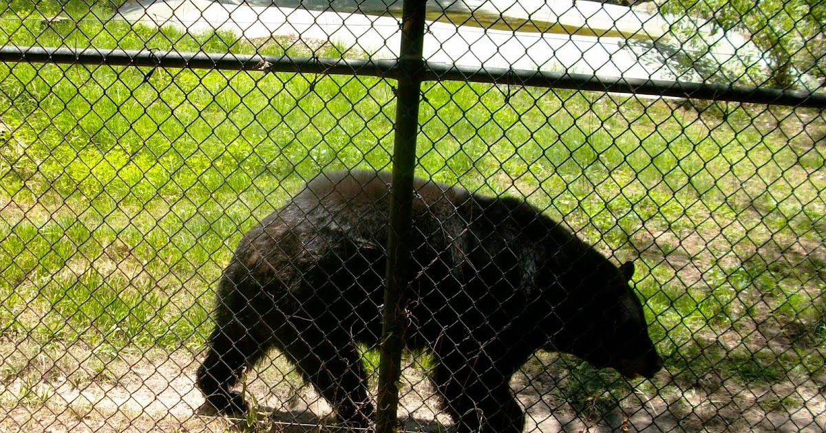 ZooZooReview: Best 100 Animals We Have Seen In Zoos (90-81)