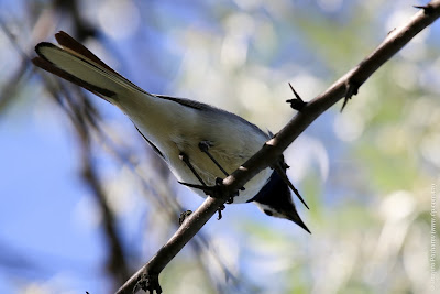 Самец белой трясогузки (Motacilla alba) White Wagtail