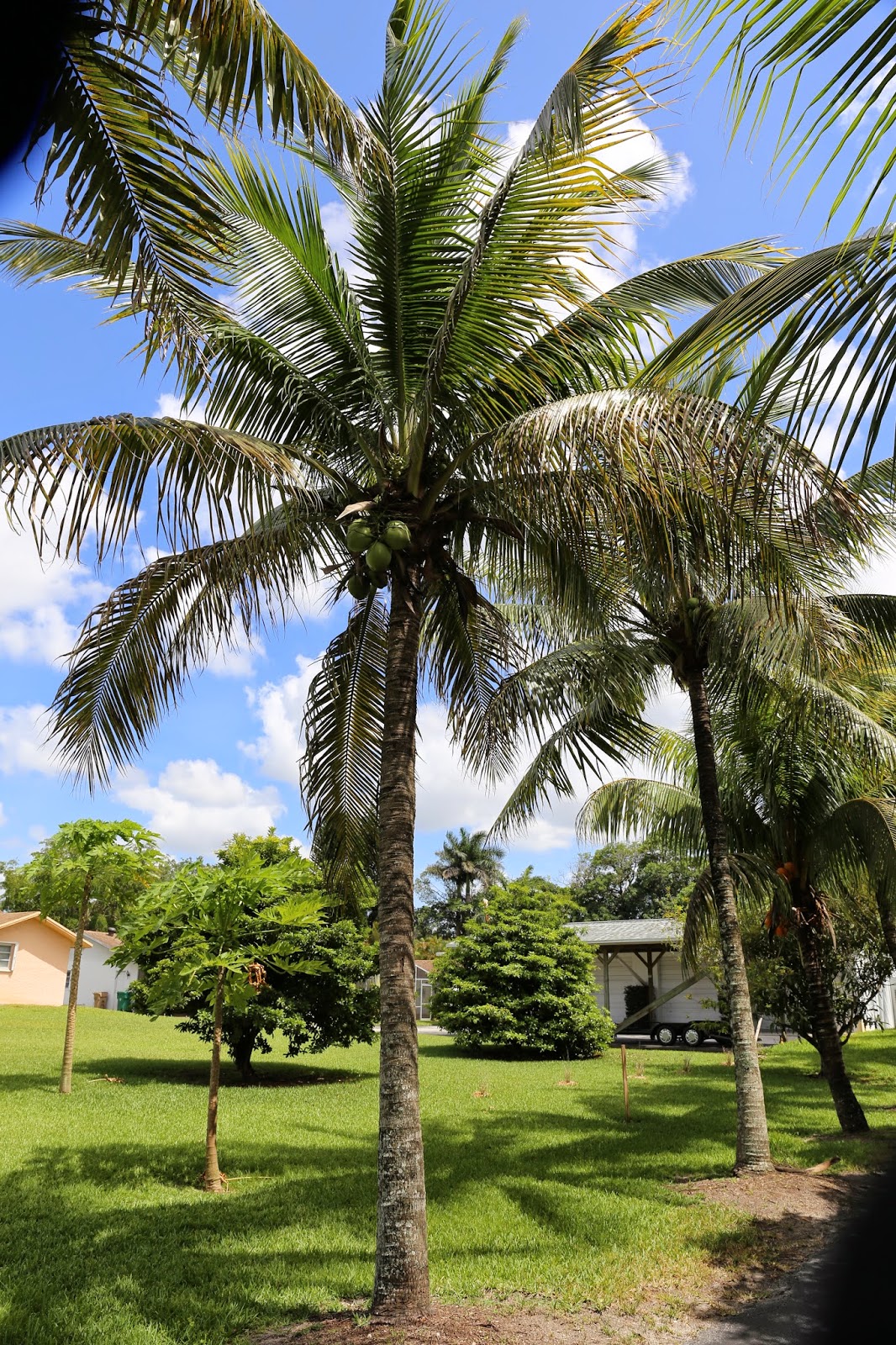 Sweet Southern Days: Tropical South Florida