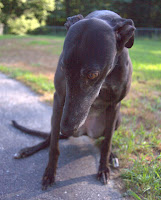 Bettina greyhound on hot asphalt