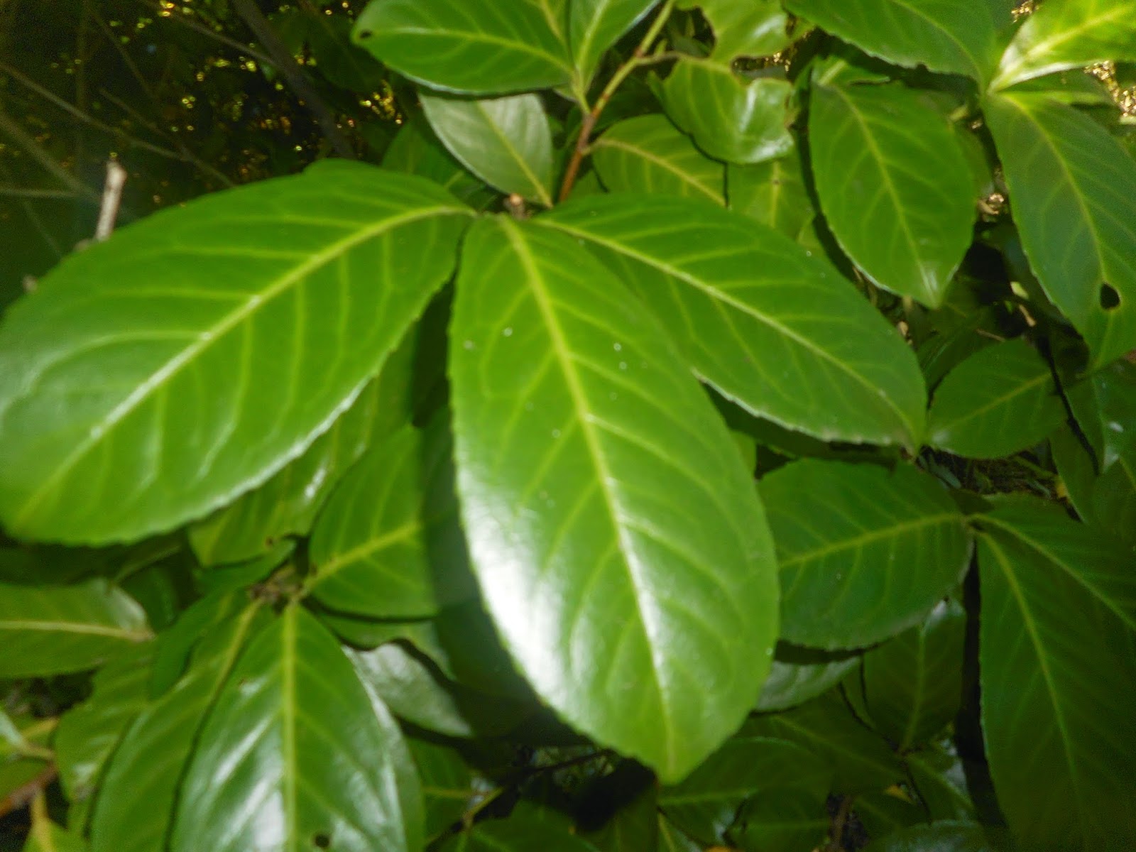 Horticulture Rosaceae family