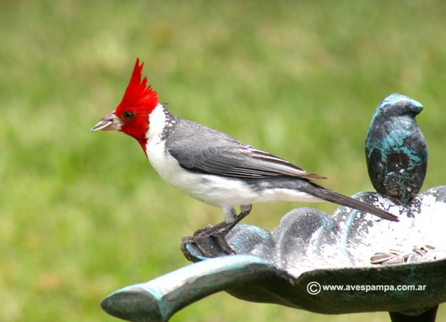 Pajaros de jaula , y Mas -! Pajaros de jaula , y Mas -!