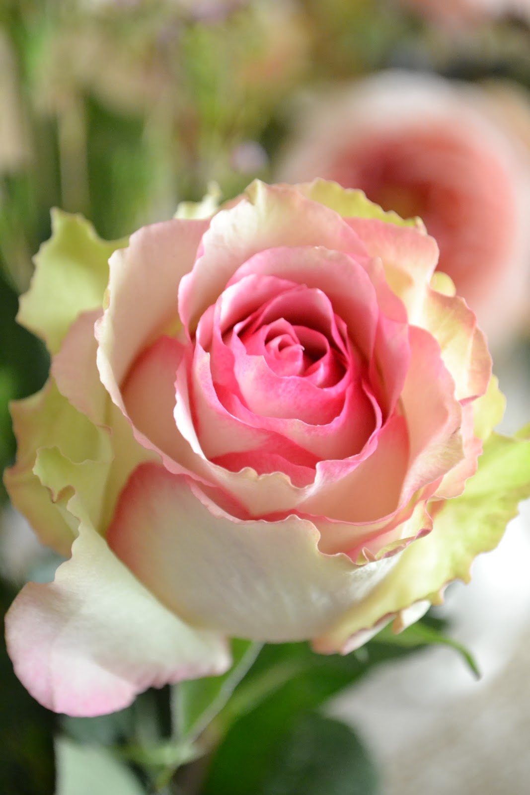 Jennelise Fresh Roses