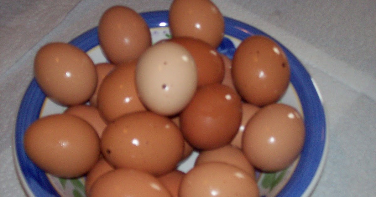 My Chicken And Egg Journal Finally, Let The Egg Laying Begin!