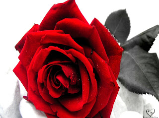 Red Roses Wallpapers