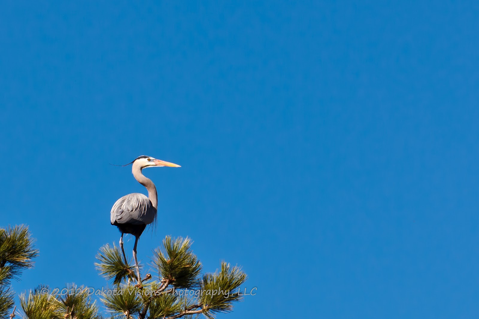 See You Behind the Lens... Weekly Photography Challenge 'O