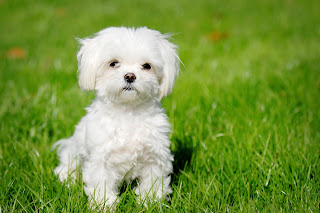 Maltese Puppy Picture