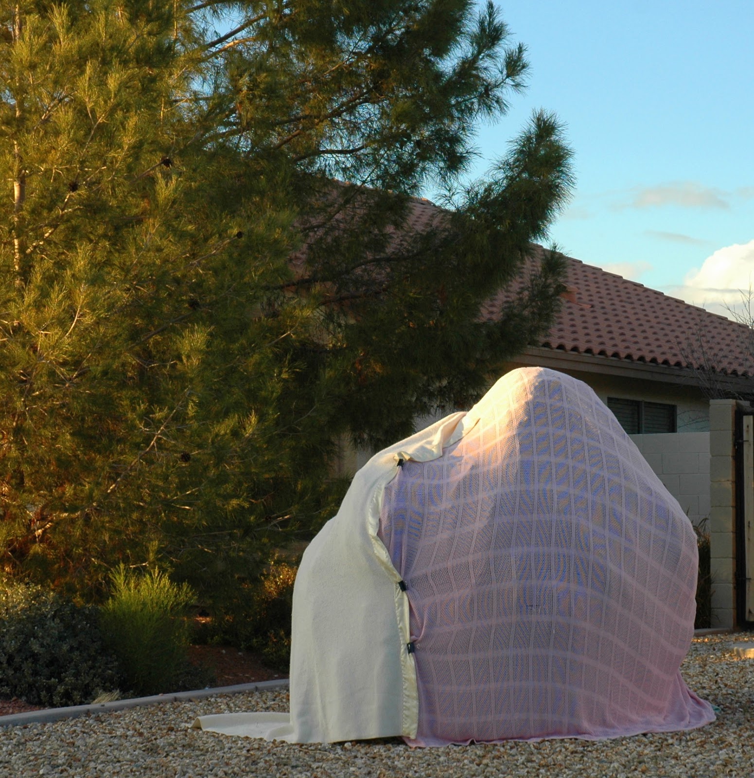 Prepping for a Deep Freeze... Ramblings from a Desert Garden