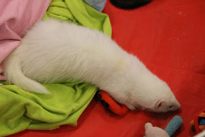 frettinäyttely+wcwfs+ferret+show