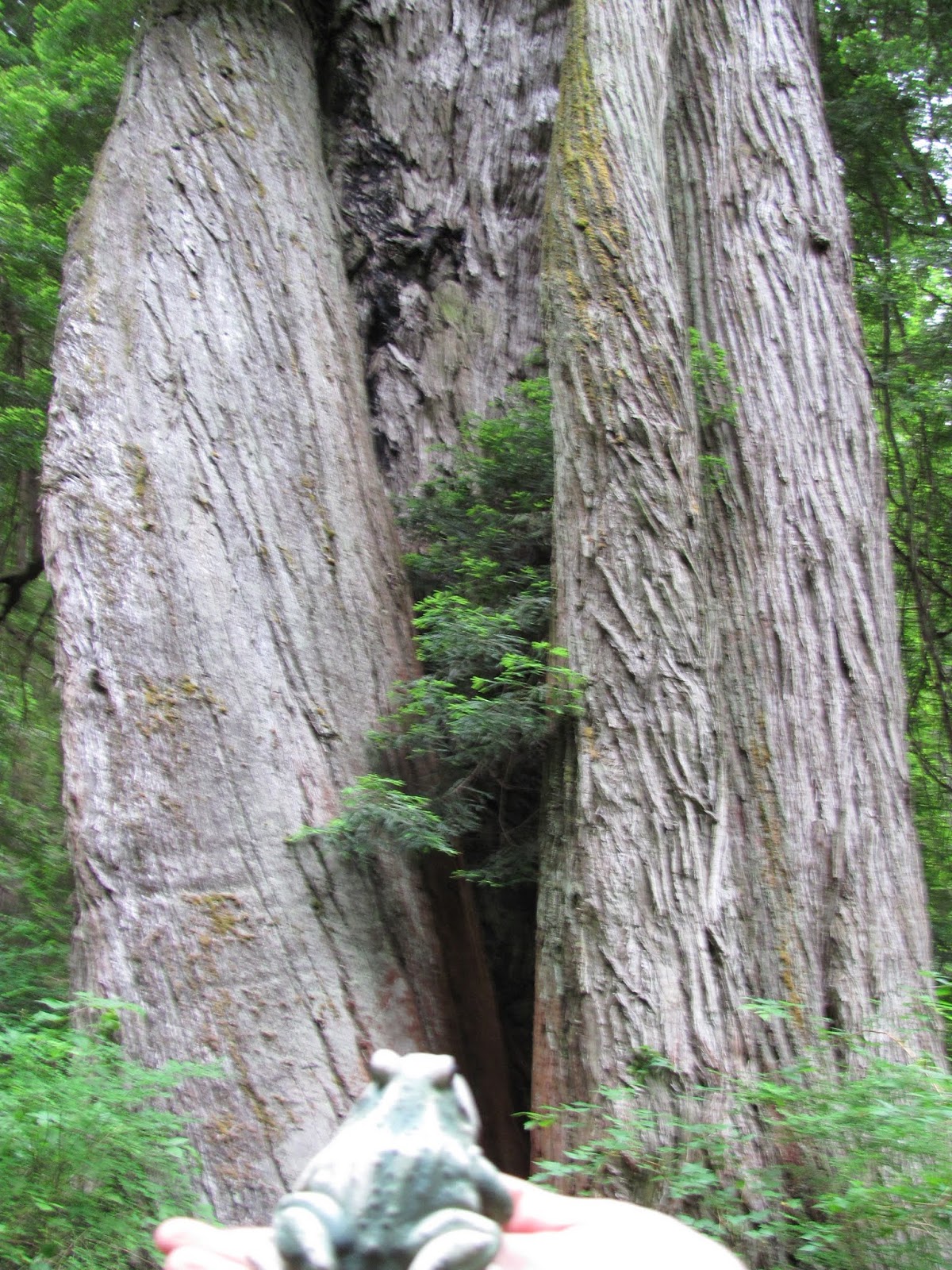 Corkscrew Tree A corkscrew redwood tree at Jedediah Smith State Park, California