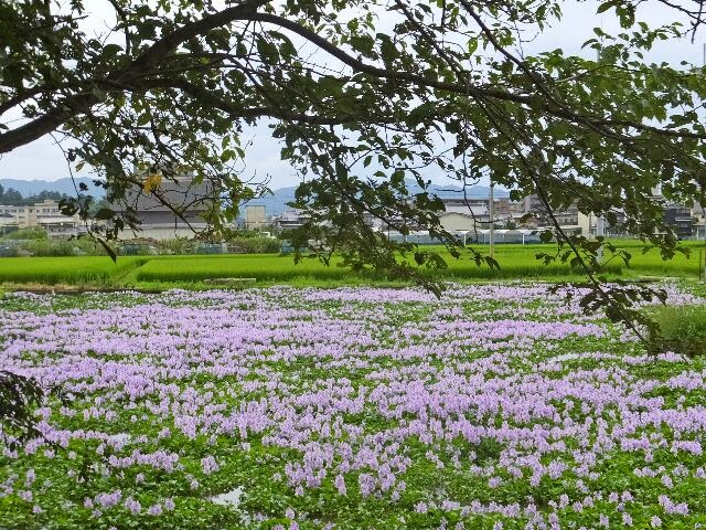 薬師寺跡から見たホテイアオイ。 薬師寺跡から見たホテイアオイ。