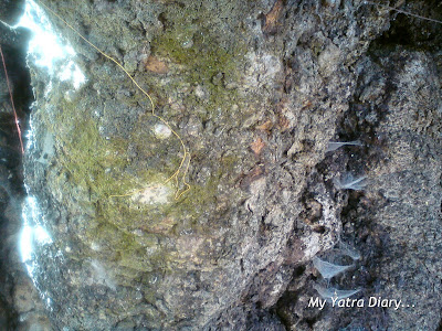 Amar Kalpvriksha tree texture in Joshimath in Uttarakhand