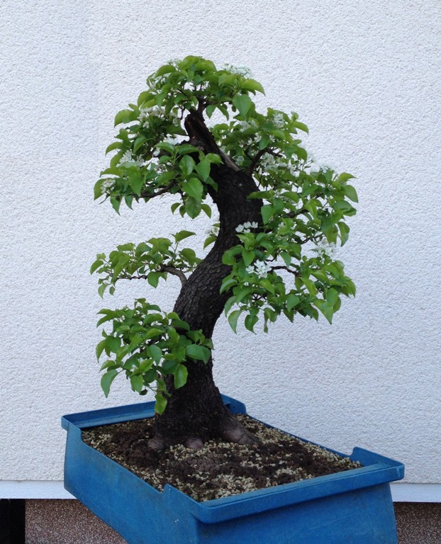 Nik Art bonsai blog Wild cherry