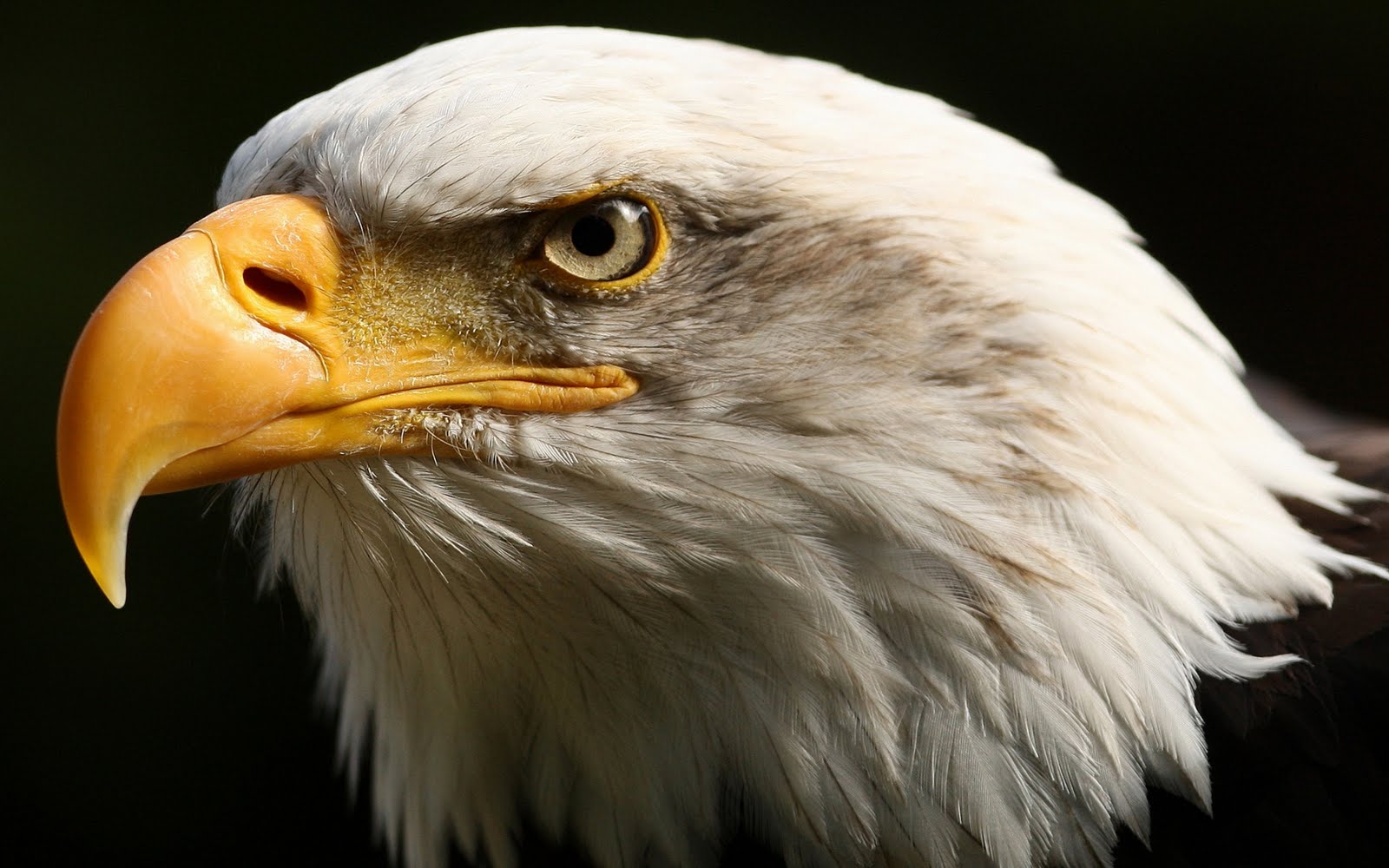 Fabulous And Amazing Eagle Wallpapers in HD For More