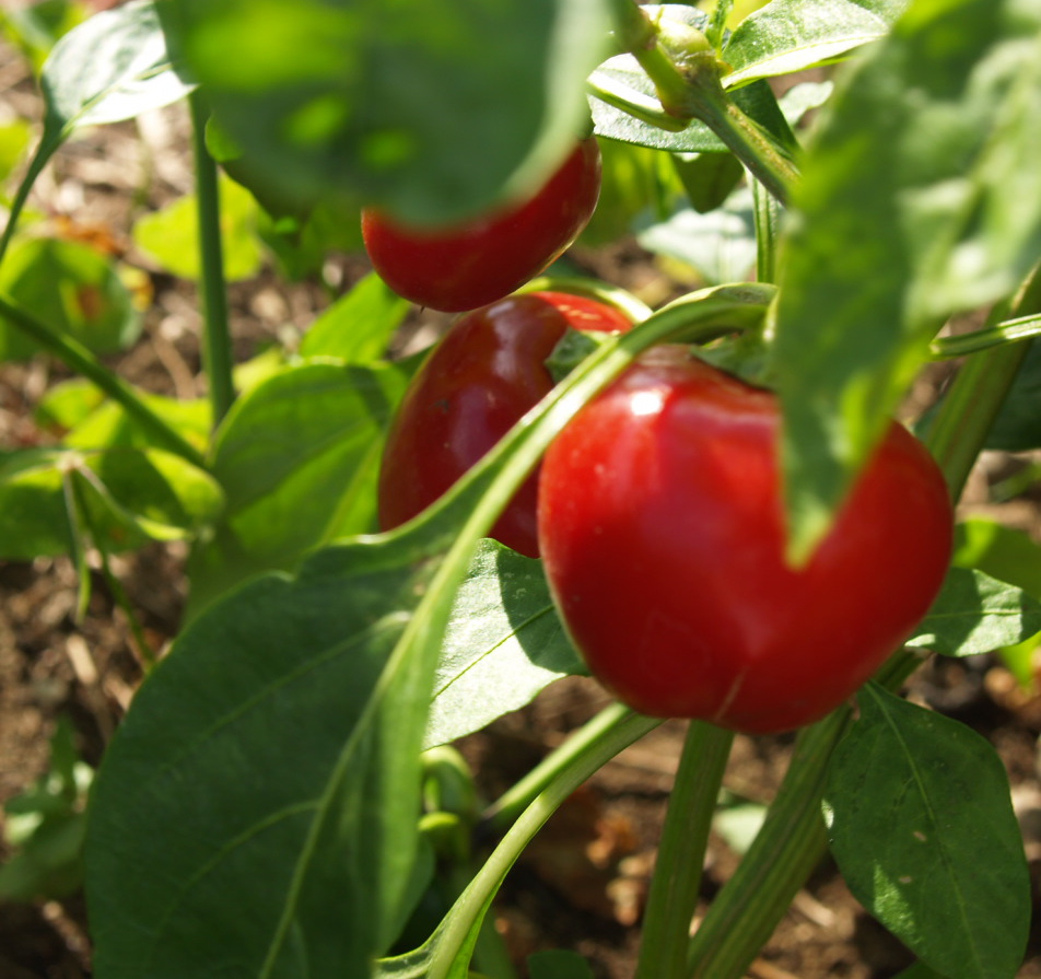 Florez Nursery The Ping Chilli