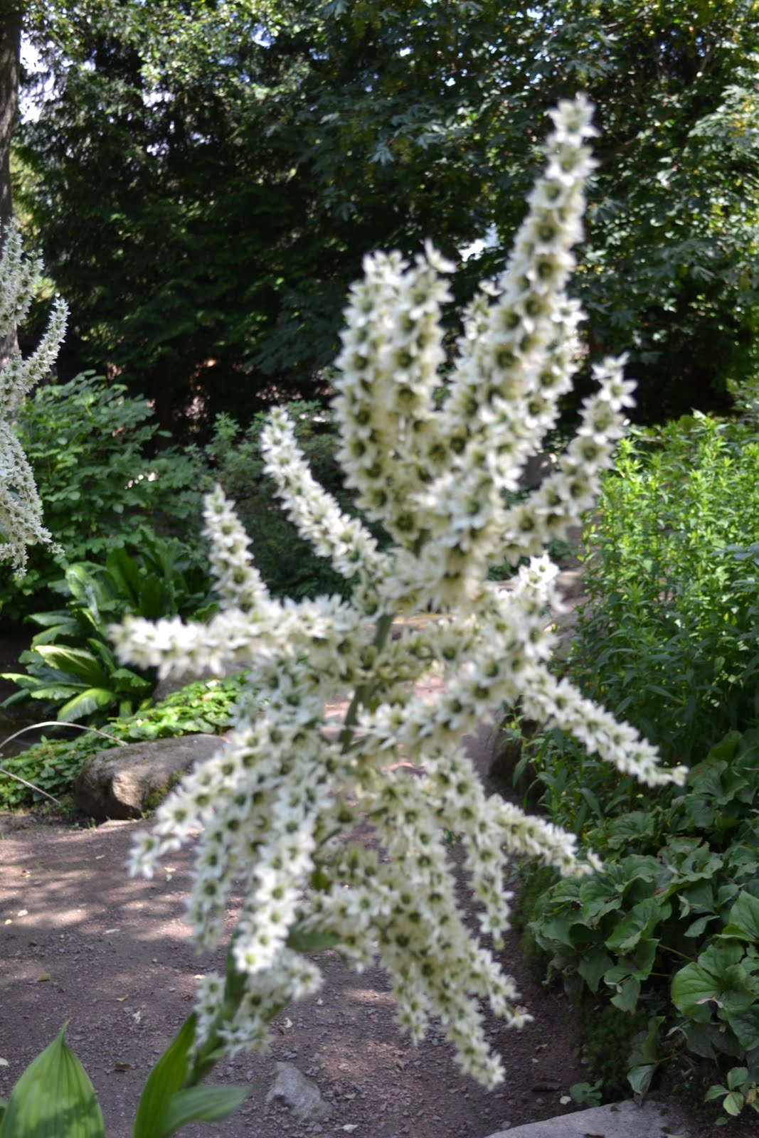 Blomsterbo: botaniska trädgården och lite inköp