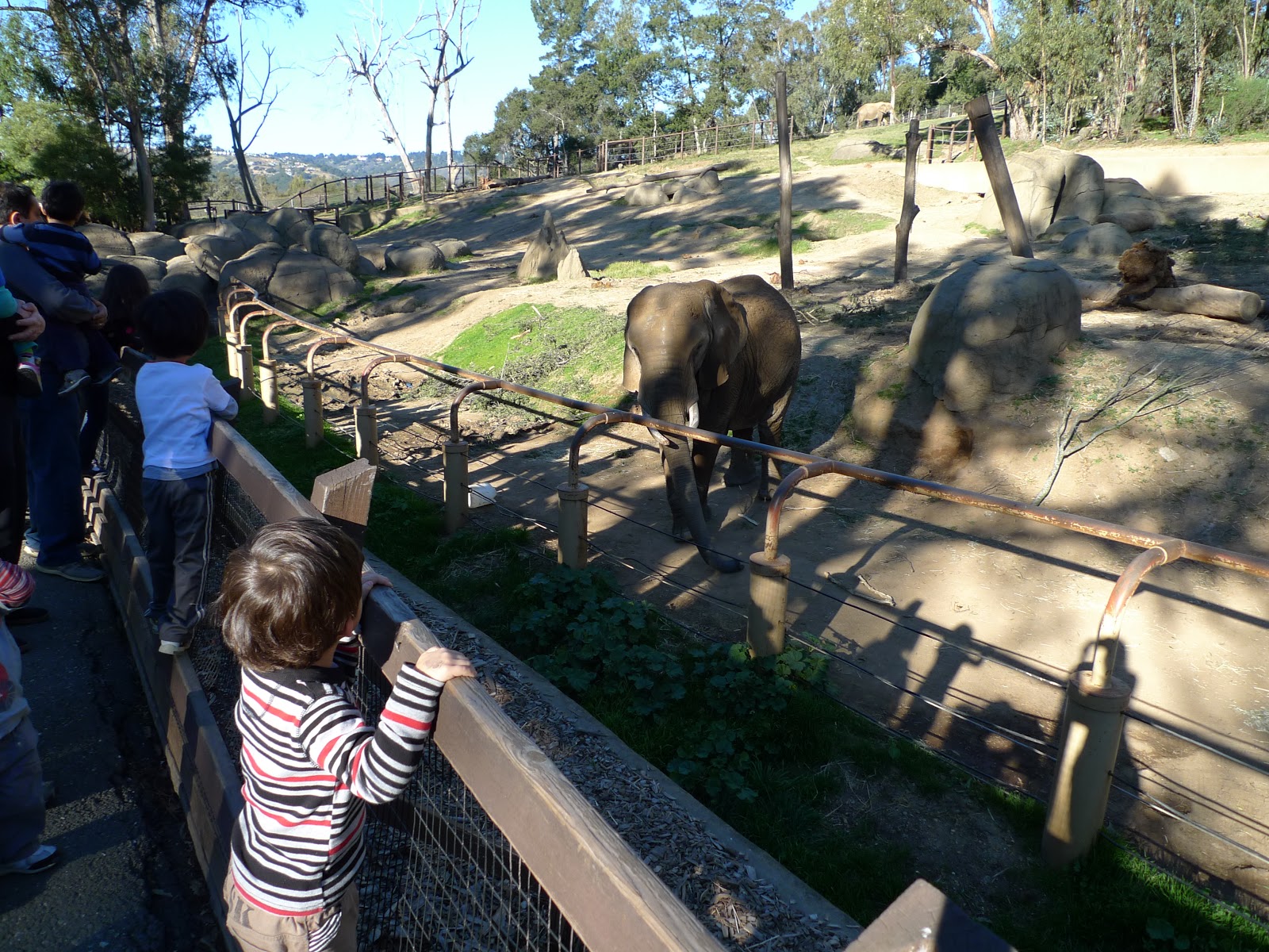 izu San Francisco/Brisbane サンフランシスコ(4) オークランド動物園