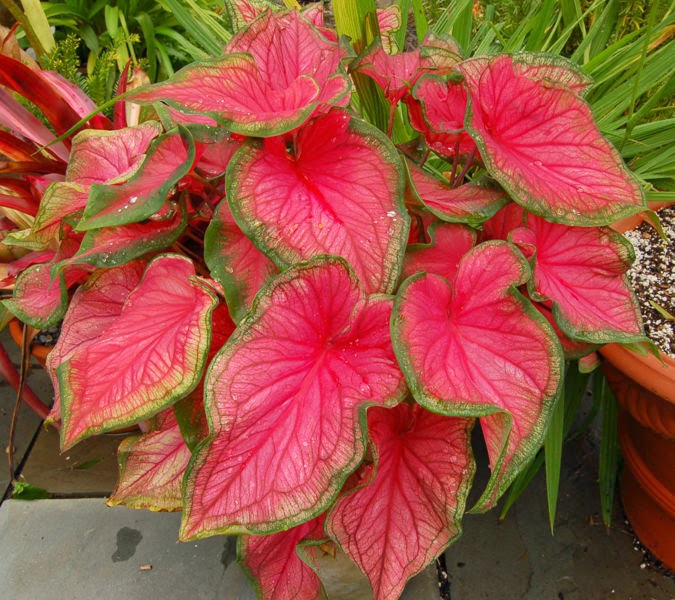 Cara Budidaya Tanaman Caladium (Keladi Hias) - Sentra Pertanian