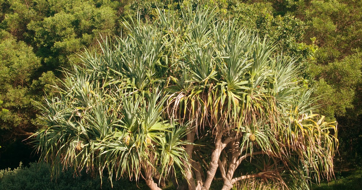 Tofu Photography Pandanus tree