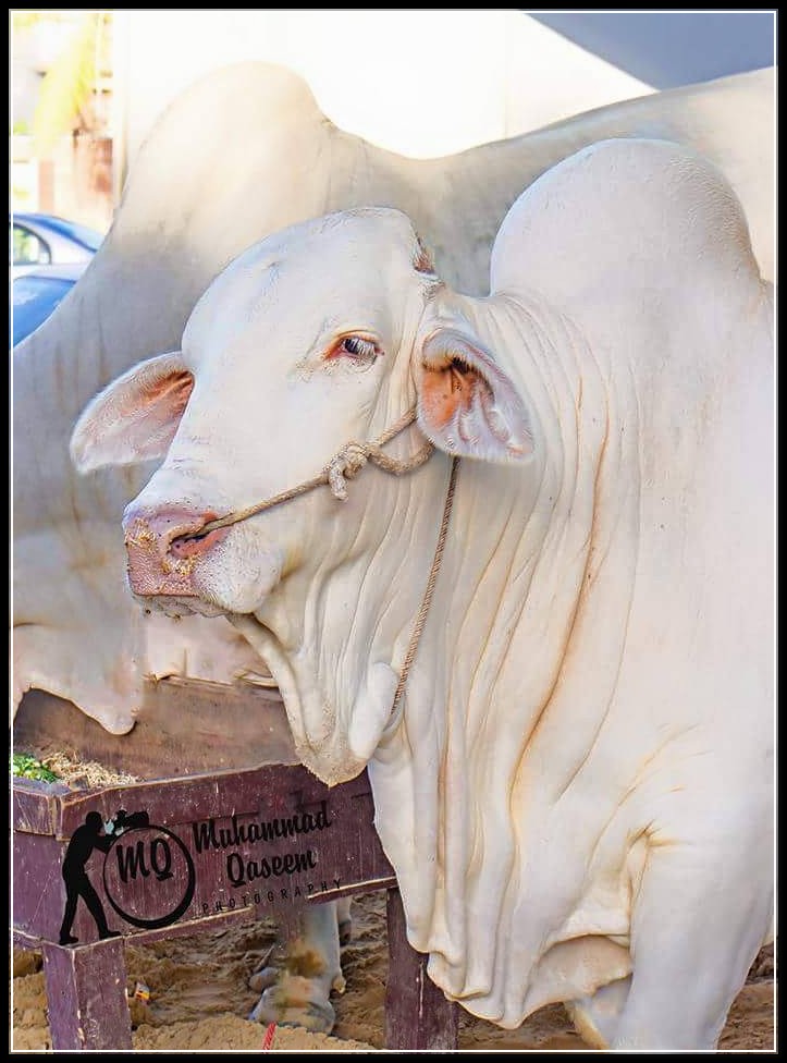 COW+MANDI+Karachi , Cow Mandi facebook 2014, Cow Mandi address, Cow Mandi pakistan, Cow ...