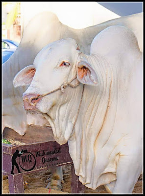 Cow Mandi, Cow Mandi 2015, Cow Mandi Pictures, Cow Mandi pics, Cow Mandi images, Cow Mandi photos, Cow Mandi videos, Cow Mandi karachi, Cow Mandi videos youtube, Cow Mandi youtube, Cow Mandi dailymotion, Cow Mandi videos dailymotion, Cow Mandi 2015, Cow Mandi 2014 videos, Cow Mandi  karachi videos, Cow Mandi facebook, Cow Mandi facebook 2014, Cow Mandi address, Cow Mandi pakistan, Cow Mandi karachi Pakistan, Cow Mandi sohrab goth, Cow Mandi dailymotion 2014,  Cow Mandi dailymotion 2015, Cow Mandi dailymotion 2016, Cow Mandi dailymotion 2017,  Cow Mandi 2015, Cow Mandi 2016 Cow Mandi 2017, Cow Mandi 2018, Cow Mandi facebook 2015, Cow Mandi facebook 2016, Cow Mandi facebook 2017, Cow Mandi facebook 2018, Cow Mandi facebook 2019,   Cow Mandi qurbani, Cow Mandi qurbani videos, Cow Mandi qurbani pictures, Cow Mandi qurbani 2014, Cow Mandi qurbani 2015, Cow Mandi qurbani 2016, Cow Mandi qurbani 2017, Cow Mandi qurbani facebook, Cow Mandi qurbani dailymotion, Cow Mandi qurbani youtube, Pan Mandi cow qurbani, Karachi Cow Mandi qurbani 2014, Qurbani Cow Mandi, Cow Mandi wallpapers, Cow Mandiwith songs, Cow Mandi websites, Cow Mandi location, Cow Mandi contact, Cow Mandi catwalk, Cow Mandi 2014 prices, Cow Mandi rate list, Cow Mandi 2014 karachi, Cow Mandi karachi 2015, Cow Mandi pakistan 2015, Cow Mandi bakra eid, Cow Mandi bakra eid pakistan, Cow Mandi bakra eid  2014 Pakistan, Cow Mandi bakra eid  2014, Cow Mandi bakra eid  2014 karachi, Eid Cow Mandi 2014, Eid Cow Mandi 2015, Eid Cow Mandi 2016, Eid Cow Mandi 2017, Cow Mandi express, Cow Mandi rawalpindi 2014,  Cow Mandi rawalpindi 2015, Cow Mandi rawalpindi 2016, Cow Mandi rawalpindi 2017, Cow Mandi rawalpindi rate, Cow Mandi rawalpindi Pictures, Today Cow Mandi, Top Cow Mandi, The Cow Mandi, Cow Mandi  updates, Cow Mandi 2014 updates, Cow Mandi  in karachi, Cow Mandi  in pakistan, Cow Mandi  india, Cow Mandi  islamabad, Cow Mandi  in karachi 2014, Cow Mandi  in pakistan 2014, Cow Mandi  in karachi video dailymotion, Cow Mandi  in Pakistan video dailymotion, Cow Mandi on facebook, Cow Mandi online, Cow Mandi  online 2014, Cow Mandi olx, Cow Mandi pics 2014, Cow Mandi pictures 2014,  Cow Mandi pics karachi, Cow Mandi 2014,  Cow Mandi at karachi, Cow Mandi at karachi 2014, Cow Mandi all pic, Cow Mandi all pic 2014, asia Cow Mandi, asia Cow Mandi 2014, afridi Cow Mandi 2014, afridi Cow Mandi, Cow Mandi sohrab goth 2014, Cow Mandi sohrab goth 2015, Cow Mandi sohrab goth 2016, Cow Mandi sohrab goth 2017, Cow Mandi sukkur 2014, Cow Mandi dilpasand, Cow Mandi dubai, Cow Mandi for sale, Cow Mandi flight, Cow Mandi fsd, Cow Mandi faislabad, Cow Mandi games, 2014, Cow Mandi games 2015, Cow Mandi hyderabad, Cow Mandi highway, Cow Mandi hyderabad 2014, Cow Mandi lahore, Cow Mandi lasania, Cow Mandi live, Cow Mandi funny clips 2014, Big Cow Mandi 2014, Cow Mandi new 2014, new Cow Mandi karachi 2014,  Cow Mandimovie, Cow Mandi multan, Cow Mandi malir, Cow Mandi map,bakra Mandi, bakra Mandi 2014, bakra Mandi Pictures, bakra Mandi pics, bakra Mandi images, bakra Mandi photos, bakra Mandi videos, bakra Mandi karachi, bakra Mandi videos youtube, bakra Mandi youtube, bakra Mandi dailymotion, bakra Mandi videos dailymotion, bakra Mandi 2015, bakra Mandi 2014 videos, bakra Mandi karachi videos, bakra Mandi facebook, bakra Mandi facebook 2014, bakra Mandi address, bakra Mandi pakistan, bakra Mandi karachi Pakistan, bakra Mandi sohrab goth, bakra Mandi dailymotion 2014, bakra Mandi dailymotion 2015, bakra Mandi dailymotion 2016, bakra Mandi dailymotion 2017, bakra Mandi 2015, bakra Mandi 2016 bakra Mandi 2017, bakra Mandi 2018, bakra Mandi facebook 2015, bakra Mandi facebook 2016, bakra Mandi facebook 2017, bakra Mandi facebook 2018, bakra Mandi facebook 2019, bakra Mandi qurbani, bakra Mandi qurbani videos, bakra Mandi qurbani pictures, bakra Mandi qurbani 2014, bakra Mandi qurbani 2015, bakra Mandi qurbani 2016, bakra Mandi qurbani 2017, bakra Mandi qurbani facebook, bakra Mandi qurbani dailymotion, bakra Mandi qurbani youtube, Pan Mandi bakra qurbani, Karachi bakra Mandi qurbani 2014, Qurbani bakra Mandi, bakra Mandi wallpapers, bakra Mandiwith songs, bakra Mandi websites, bakra Mandi location, bakra Mandi contact, bakra Mandi catwalk, bakra Mandi 2014 prices, bakra Mandi rate list, bakra Mandi 2014 karachi, bakra Mandi karachi 2015, bakra Mandi pakistan 2015, bakra Mandi bakra eid, bakra Mandi bakra eid pakistan, bakra Mandi bakra eid 2014 Pakistan, bakra Mandi bakra eid 2014, bakra Mandi bakra eid 2014 karachi, Eid bakra Mandi 2014, Eid bakra Mandi 2015, Eid bakra Mandi 2016, Eid bakra Mandi 2017, bakra Mandi express, bakra Mandi rawalpindi 2014, bakra Mandi rawalpindi 2015, bakra Mandi rawalpindi 2016, bakra Mandi rawalpindi 2017, bakra Mandi rawalpindi rate.