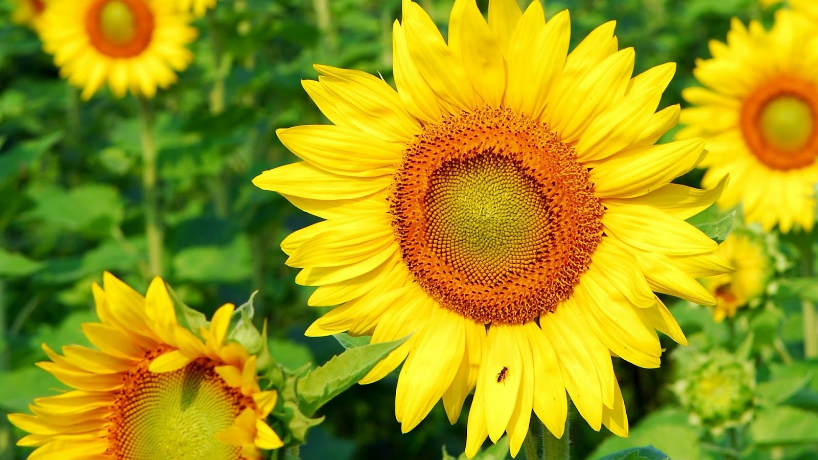 Your Wallpaper: Sunflower Wallpaper
