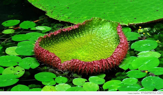 [Image: anh-dep-du-lich-brazil-3.jpg]