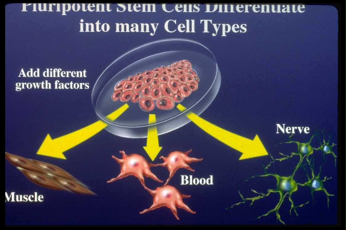 Stem Cell Graphics