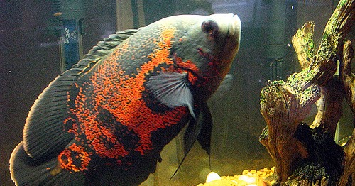 Cara Merawat Ikan Oscar
