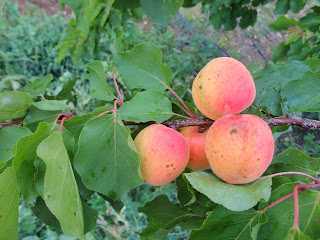 ALBARILLOS EN EL ÁRBOL