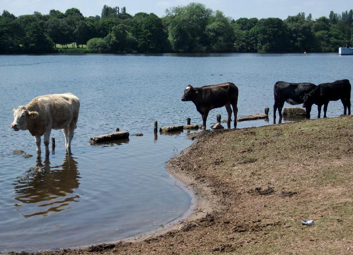 Vinnyman's Birding and Nature Blog.: Sutton Park.