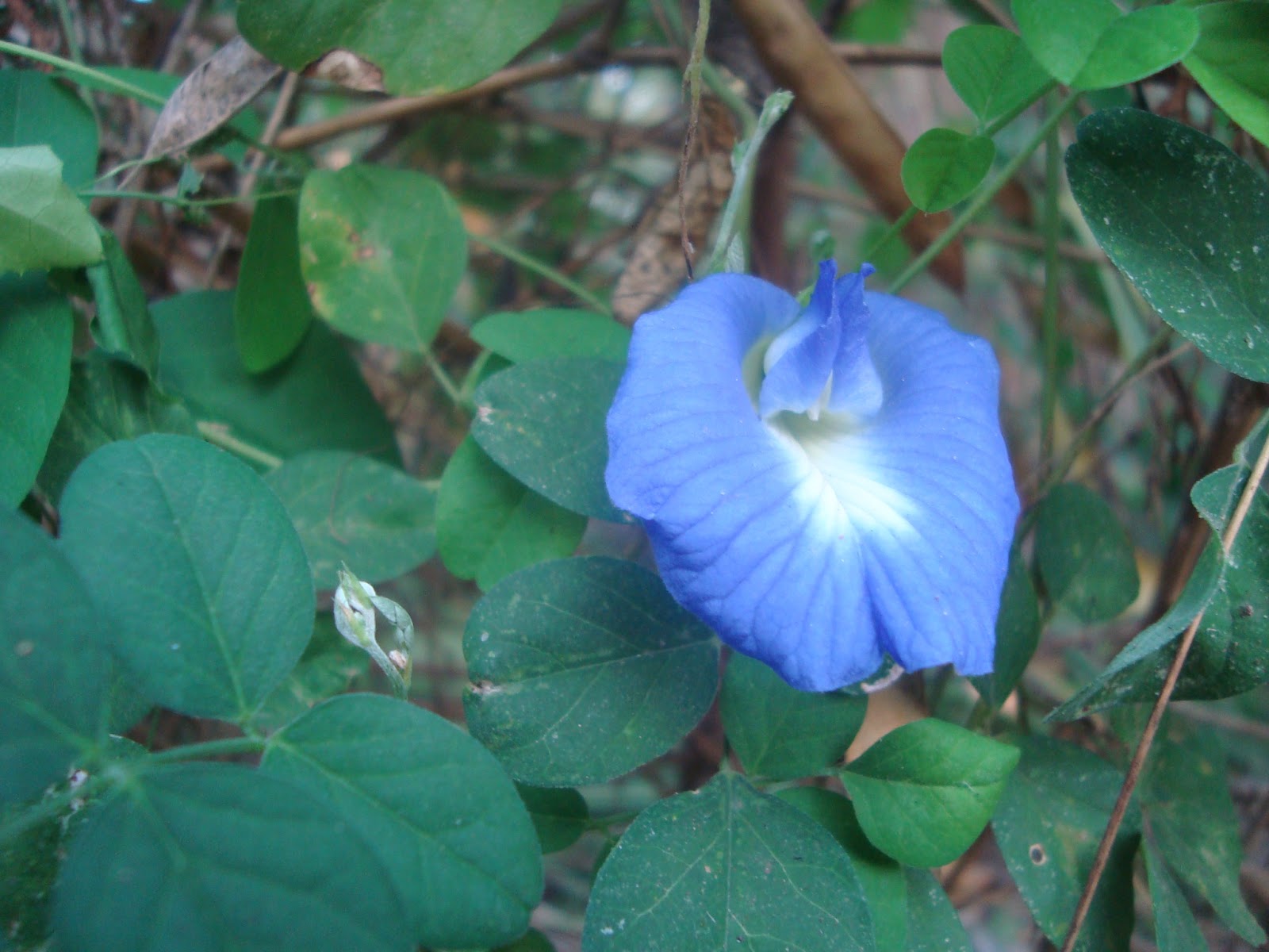 NATURAL PHOTOS AND WALLPAPERS butterfly pea FLOWER