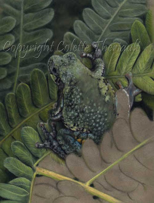 frog painting in pastel by Ontario wildlife artist Colette Theriault