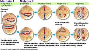 essay on meiosis vs mitosis essay on meiosis vs mitosis