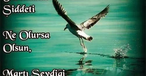 Yaşatılan Sözler Fırtınanın Şiddeti Ne Olursa Olsun, Martı Sevdiği