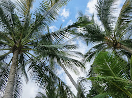 Cloudy Palms