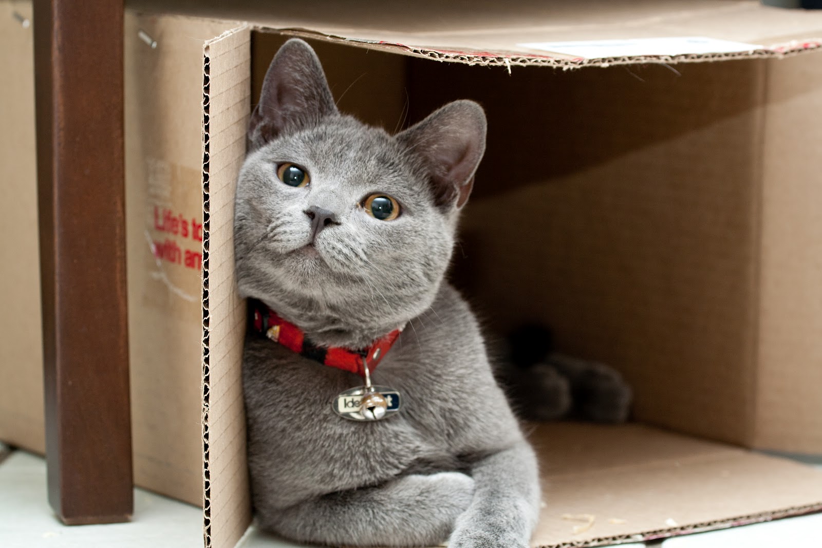 Why Do Cats Like Boxes Why Do Cats Like Boxes