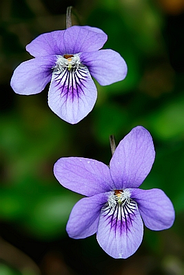 imágenes de flores y plantas violeta what is loto