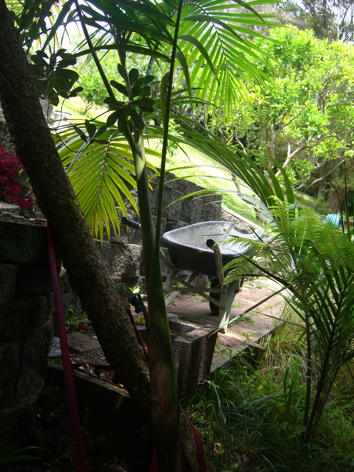 Dave S Garden Palms In The Garden