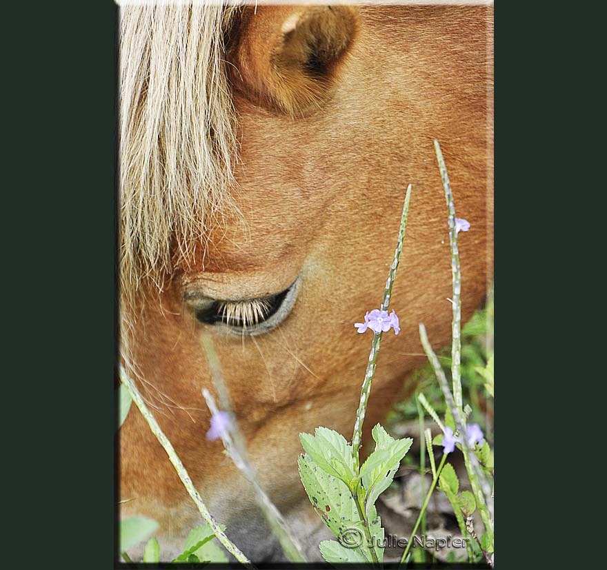 Horse at Heritage Tea Rooms Townsville